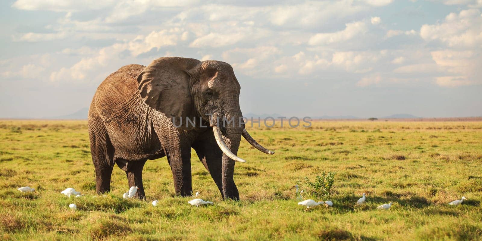 African bush elephant (Loxodonta africana) walking in low savanna grass, white heron birds at its legs. Wide banner, safari background.