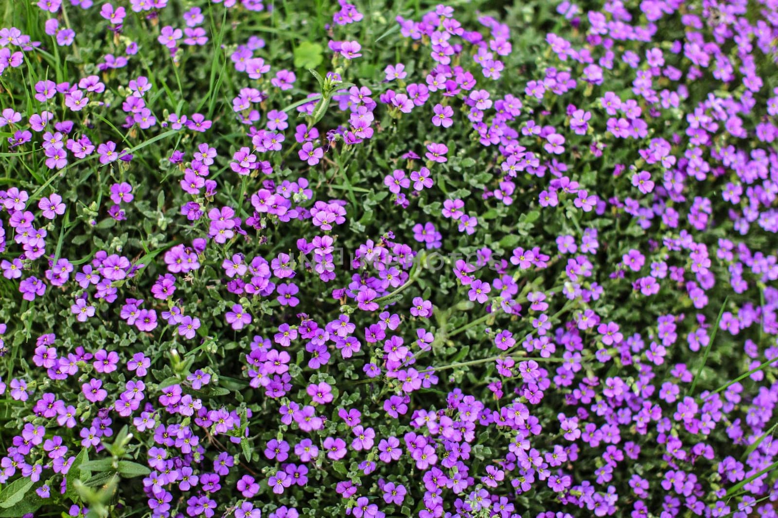 Top view on flowerbed with small lilac flowers. Spring background.