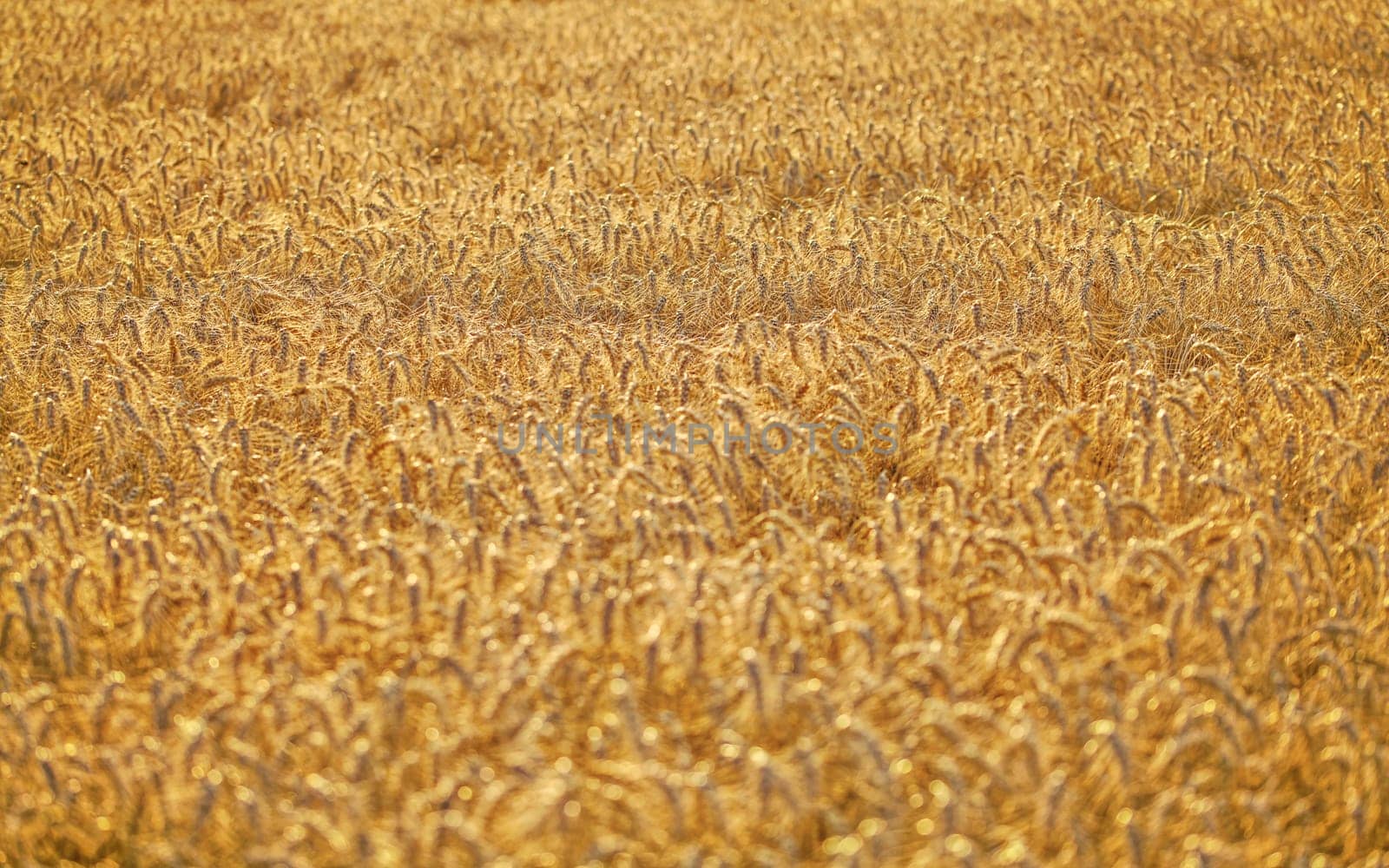 Afternoon sun lit wheat field - no sky / surroundings, abstract agriculture background.