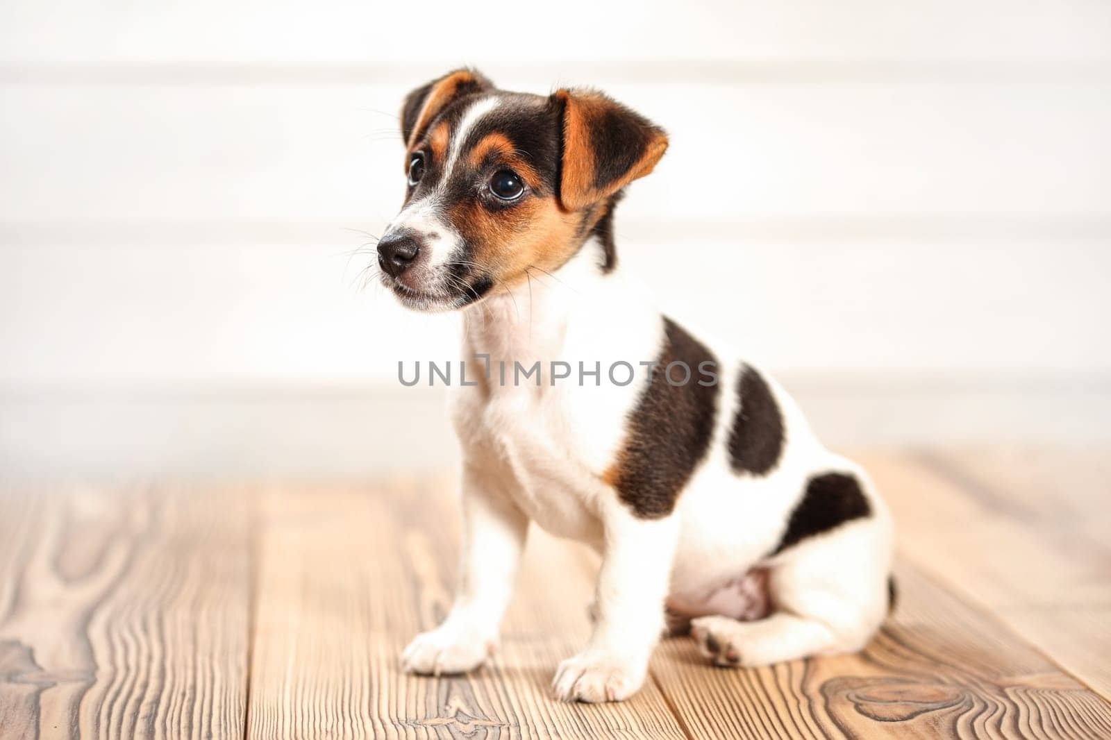 Jack Russell terrier puppy sitting on boards floor, light background, studio shot.