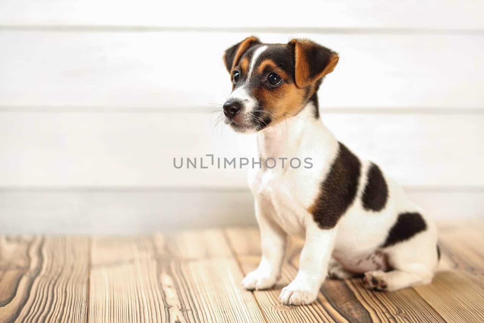 Jack Russell puppy sitting on boards, looking to side, studio shot with light background.