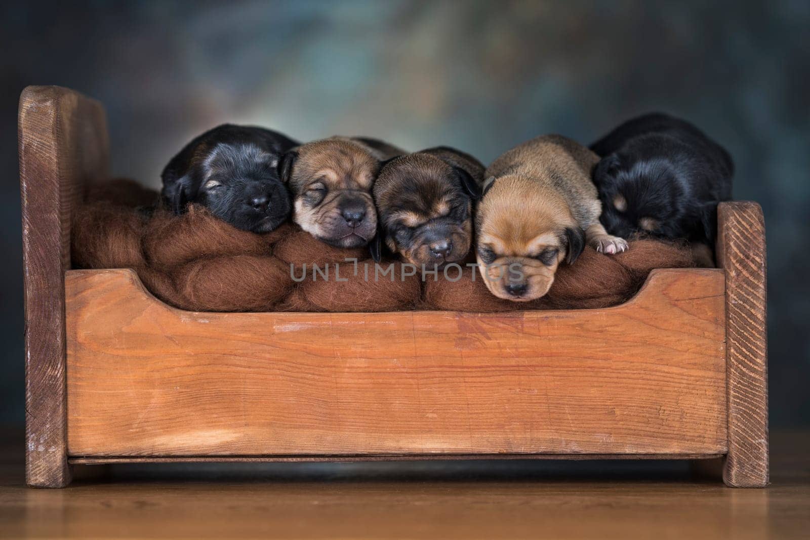 Dogs sleep on a small wooden bed