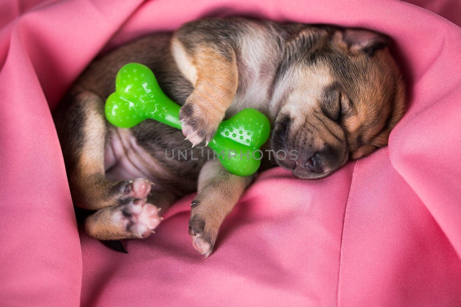 A little dog sleeps with a rubber bone on a pink blanket