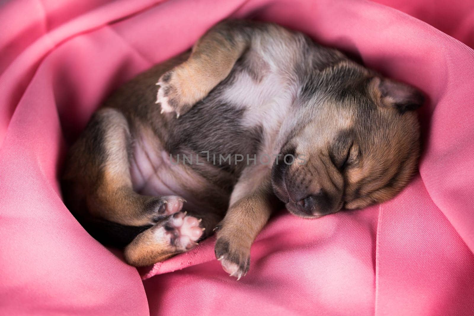 Dog in sleeps on a pink blanket
