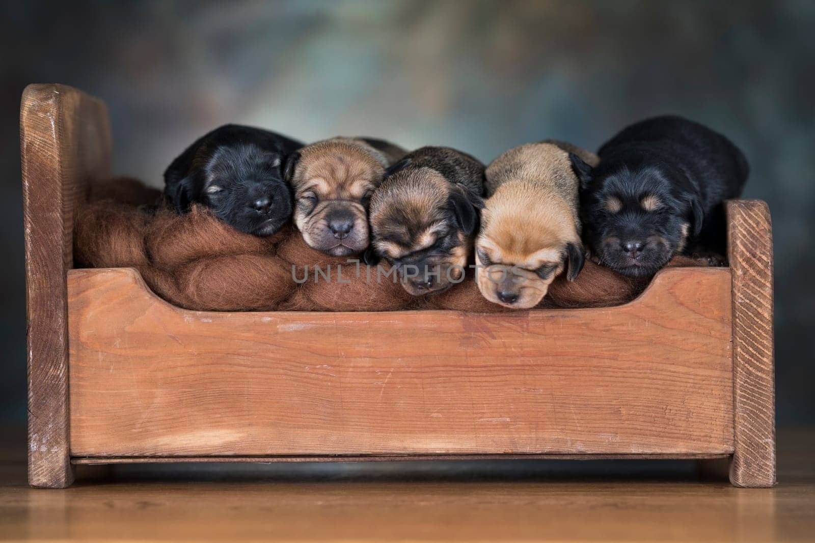 Little puppies sleeping in bed