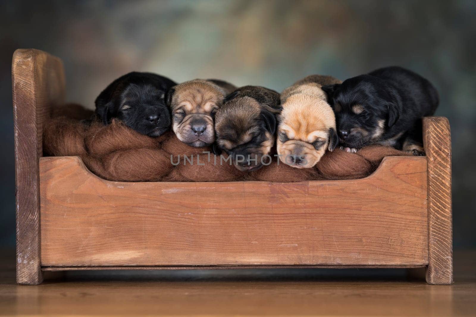 The dogs sleep on a wooden bed