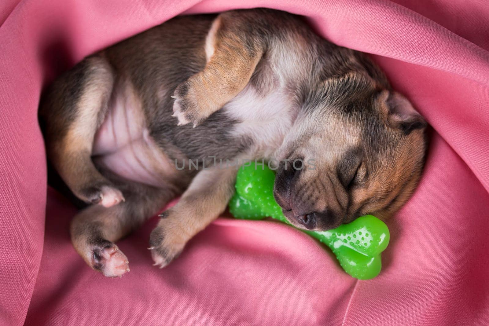 Dog sleeps with a rubber bone on a pink blanket