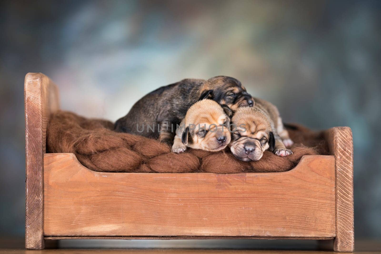The dogs sleep on a wooden bed