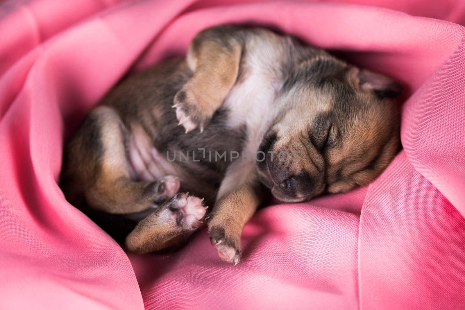 Dog in sleeps on a pink blanket