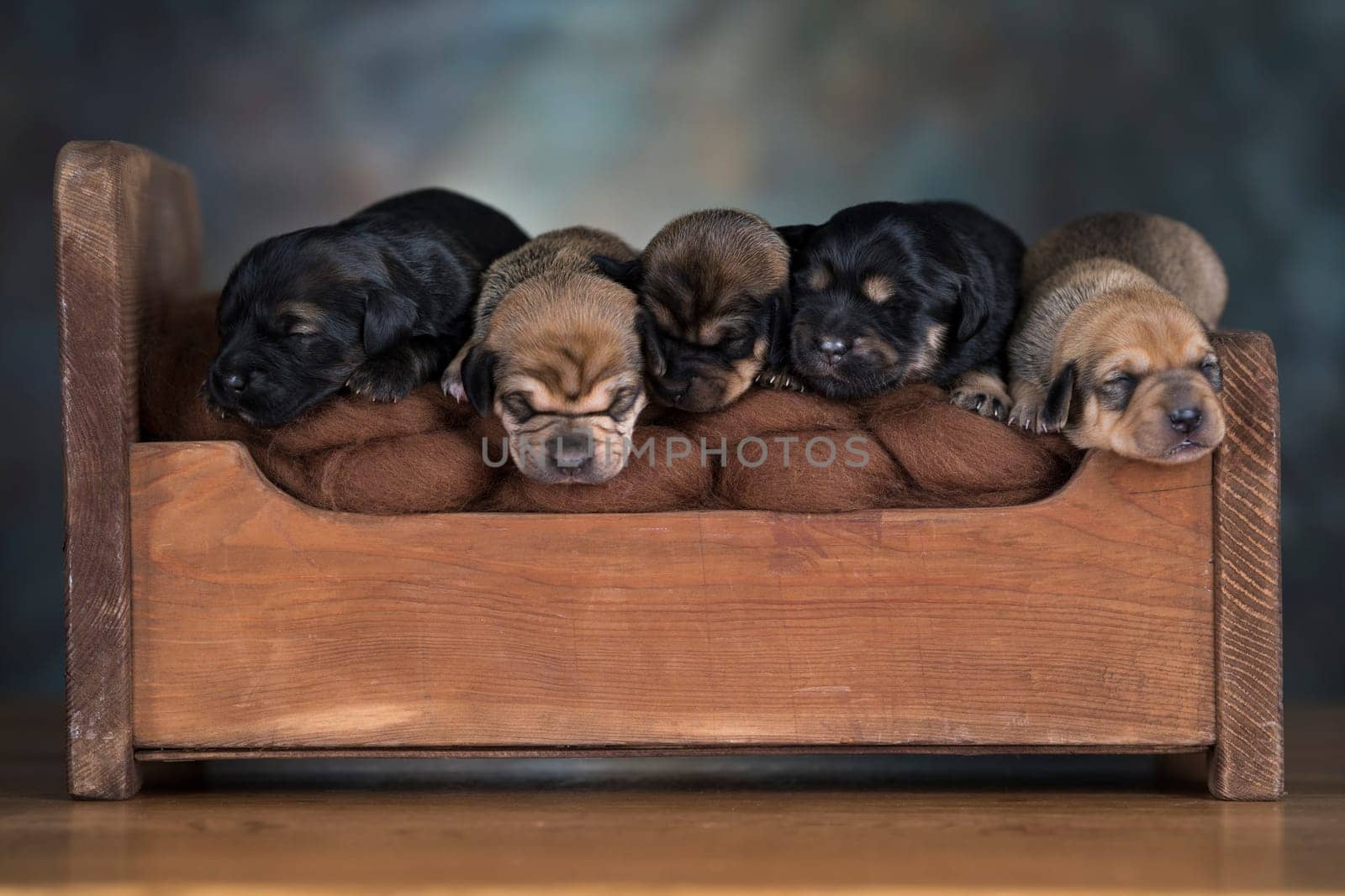 Dogs sleep on a small wooden bed