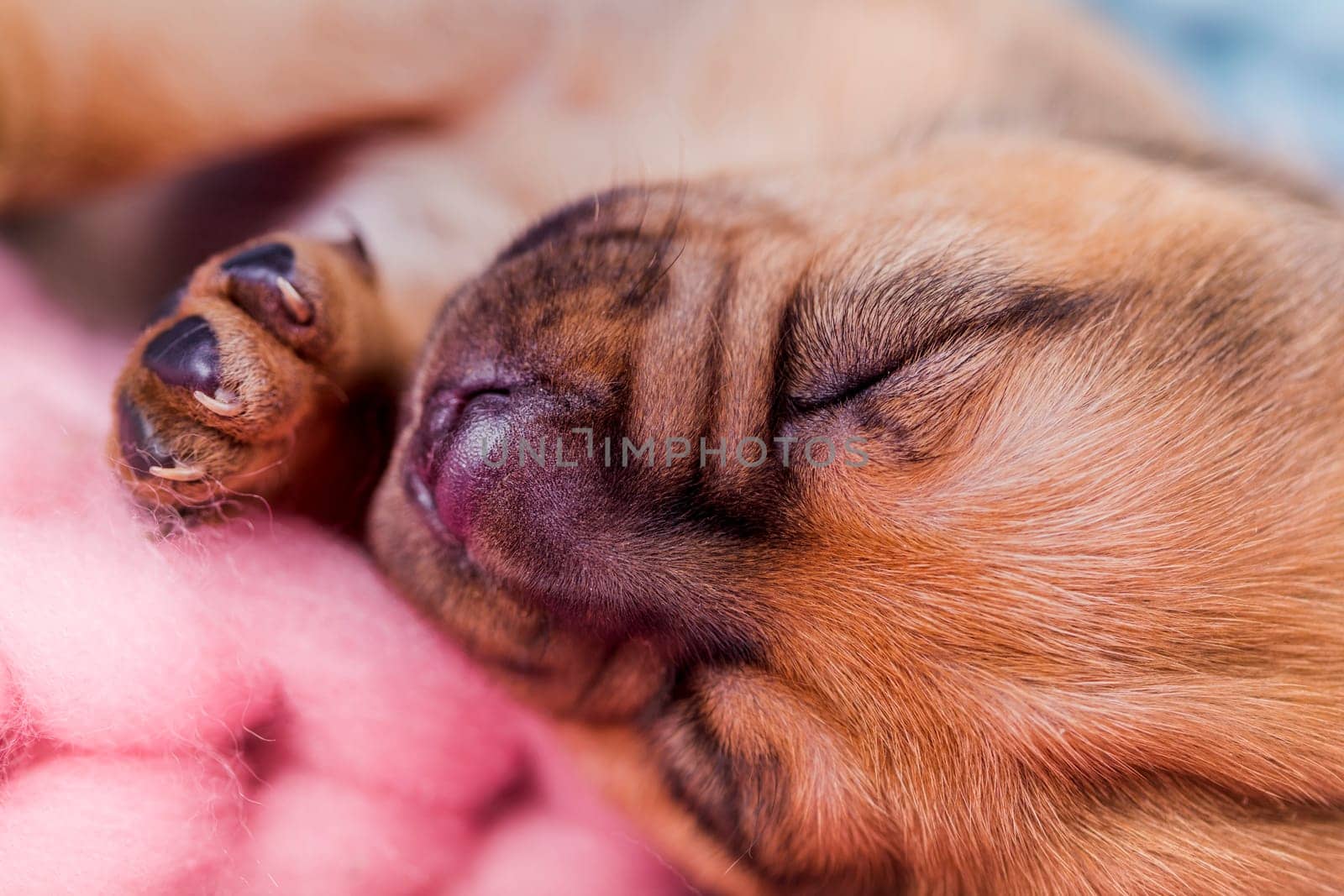 Little cute puppies are sleeping on a blanket