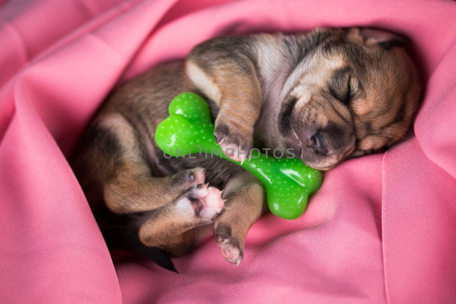 A little dog sleeps with a rubber bone on a pink blanket