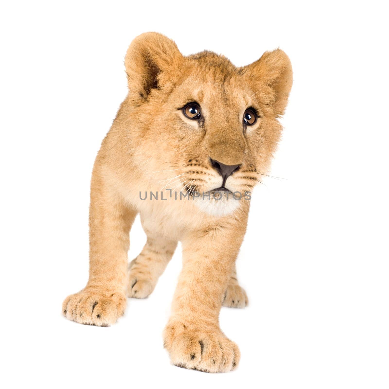 Lion Cub (6 months) in front of a white background