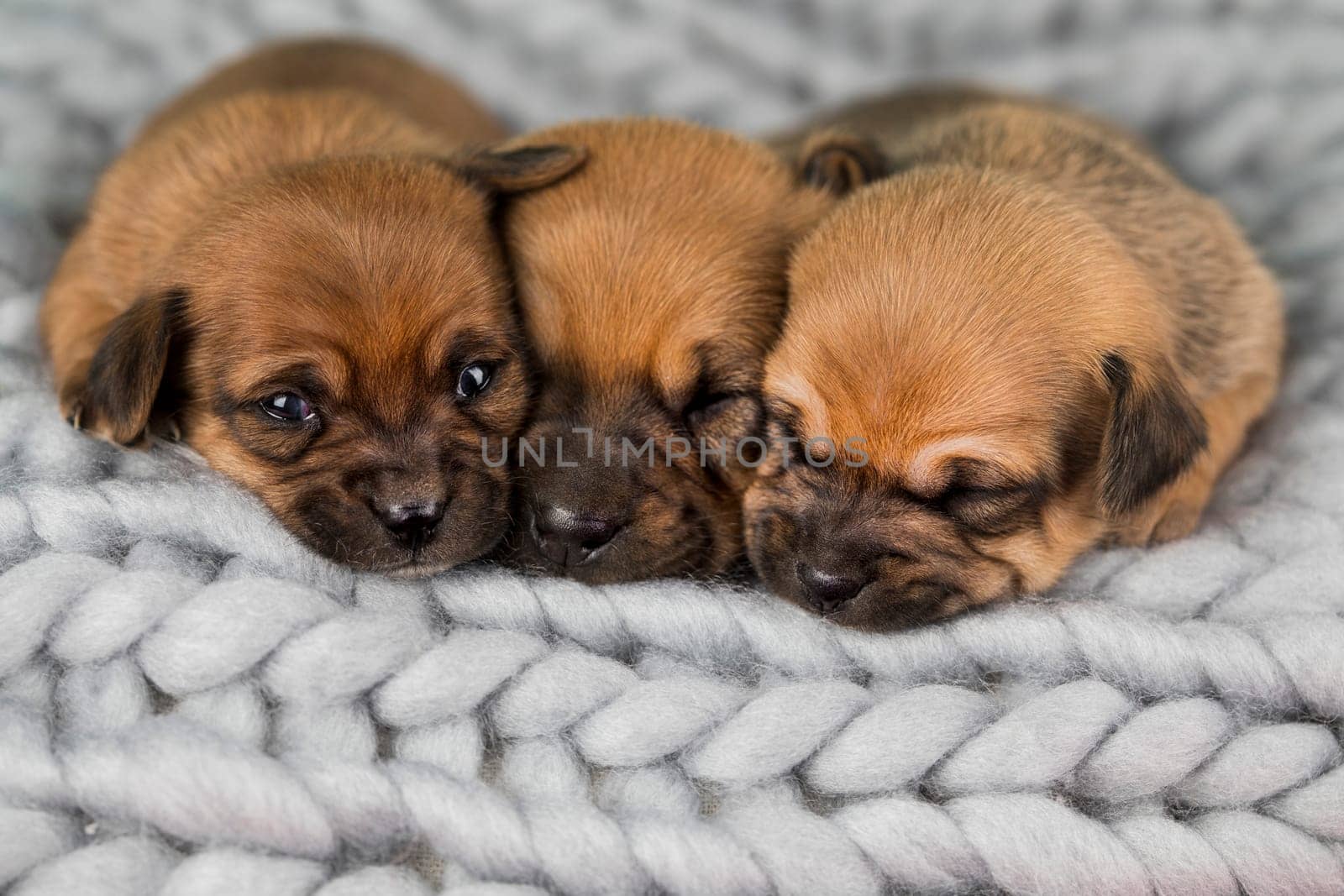 Pet, dog puppy, sleeps on a blanket