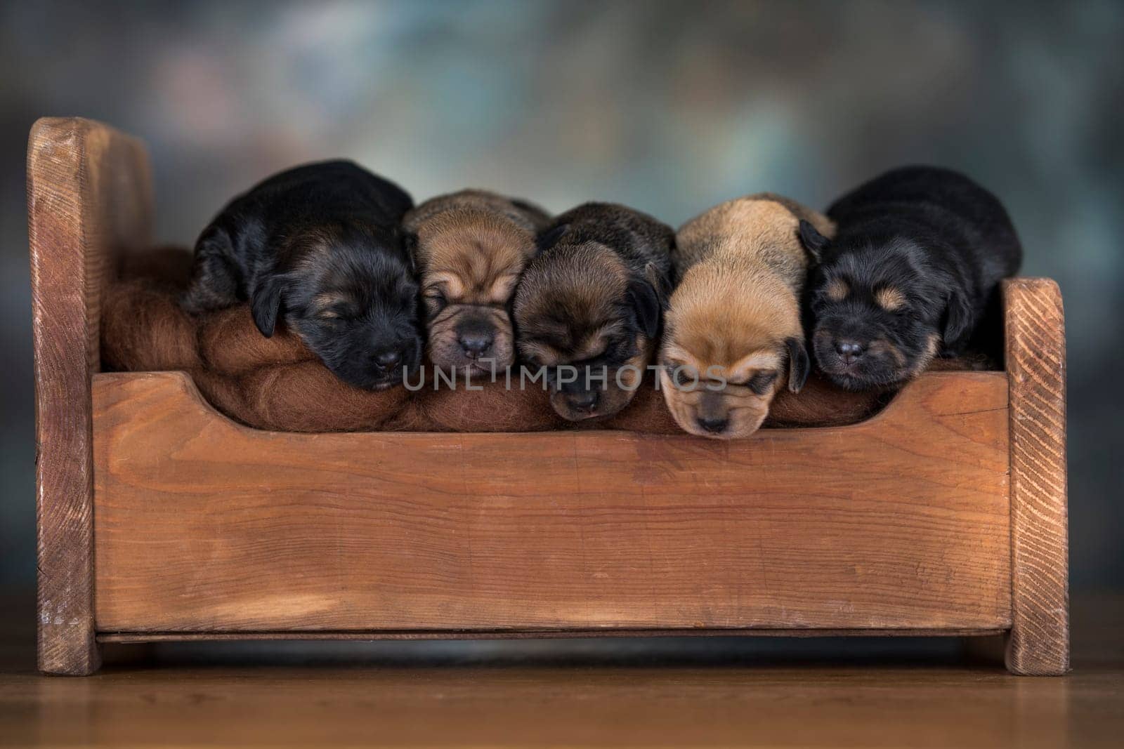 The dogs sleep on a wooden bed