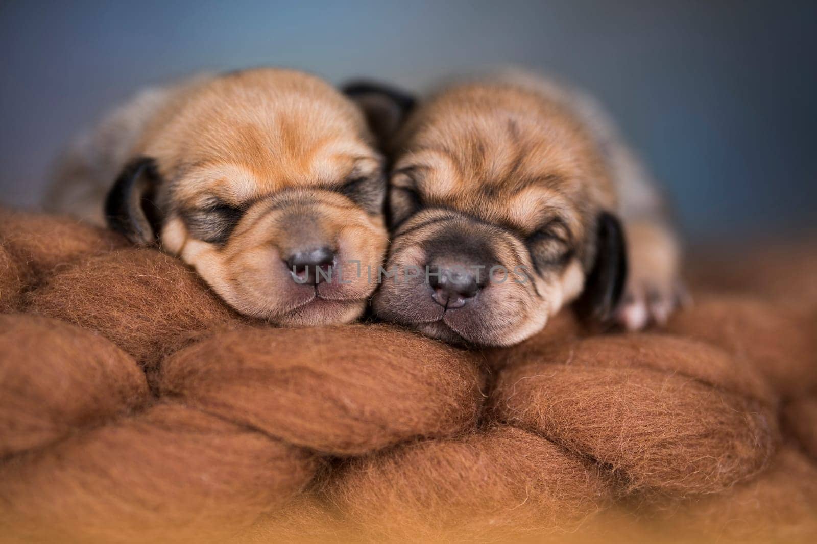 Little cute puppies are sleeping on a blanket