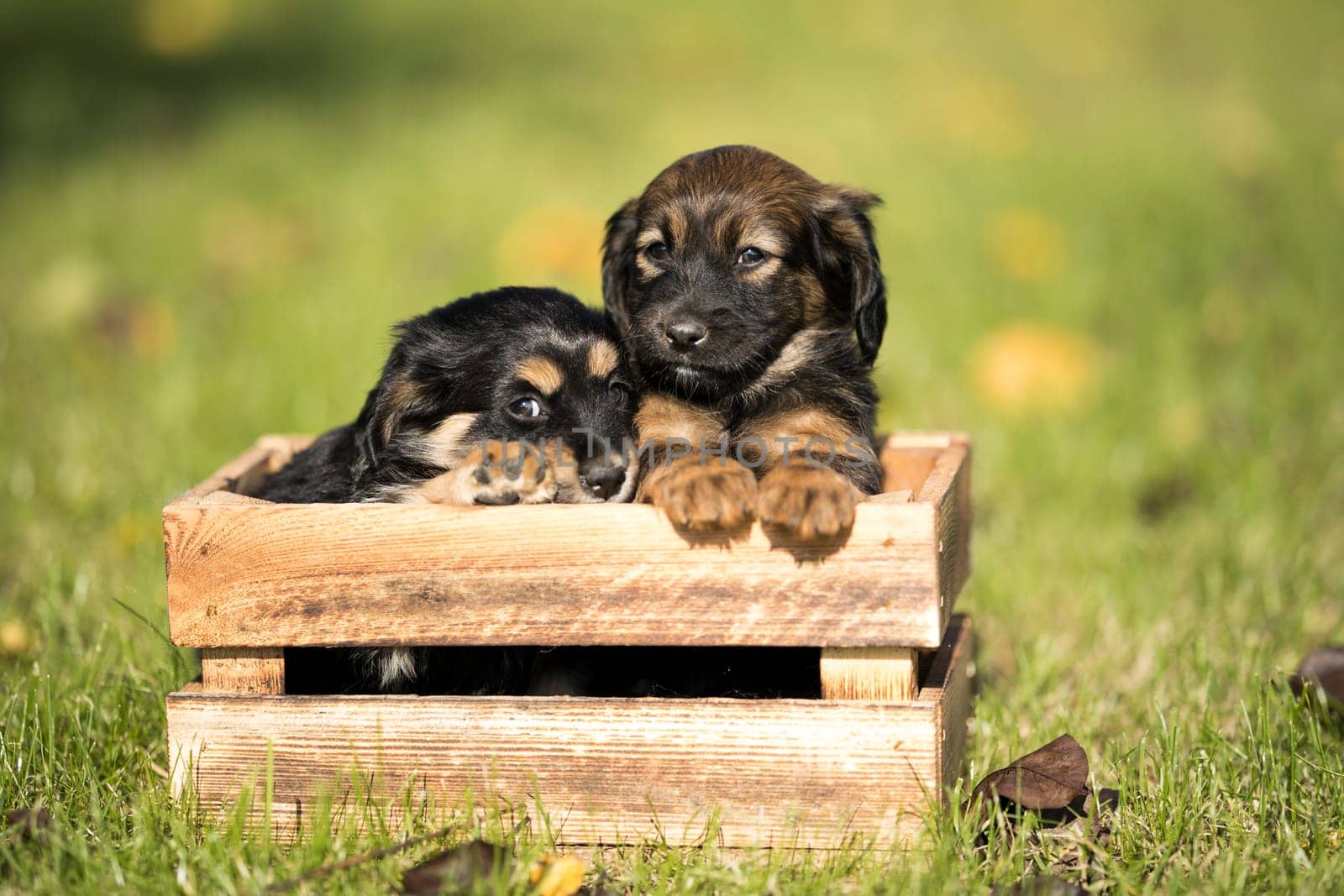 Cute little two dogs in a wooden crate on the grass