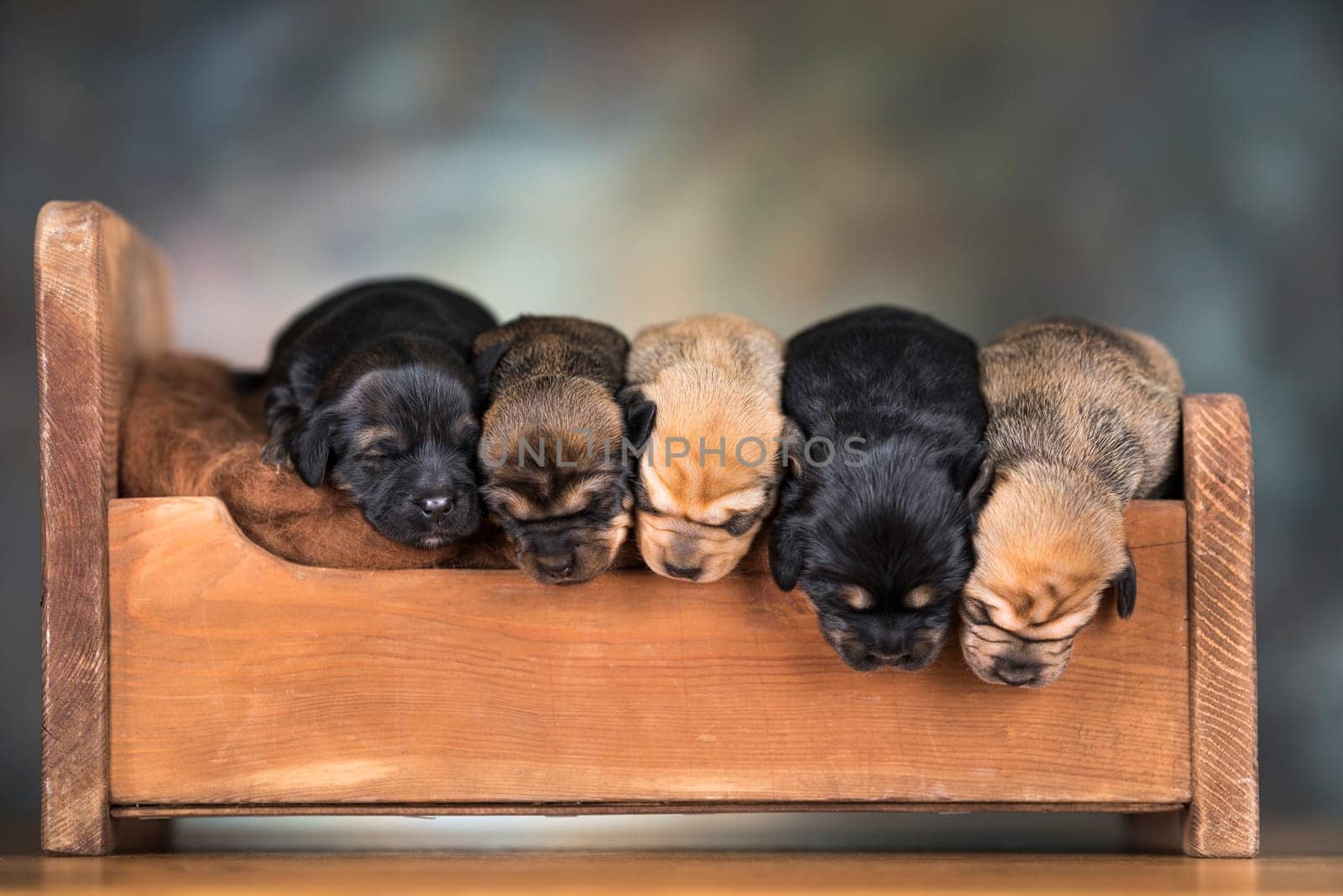 Dogs sleep on a small wooden bed