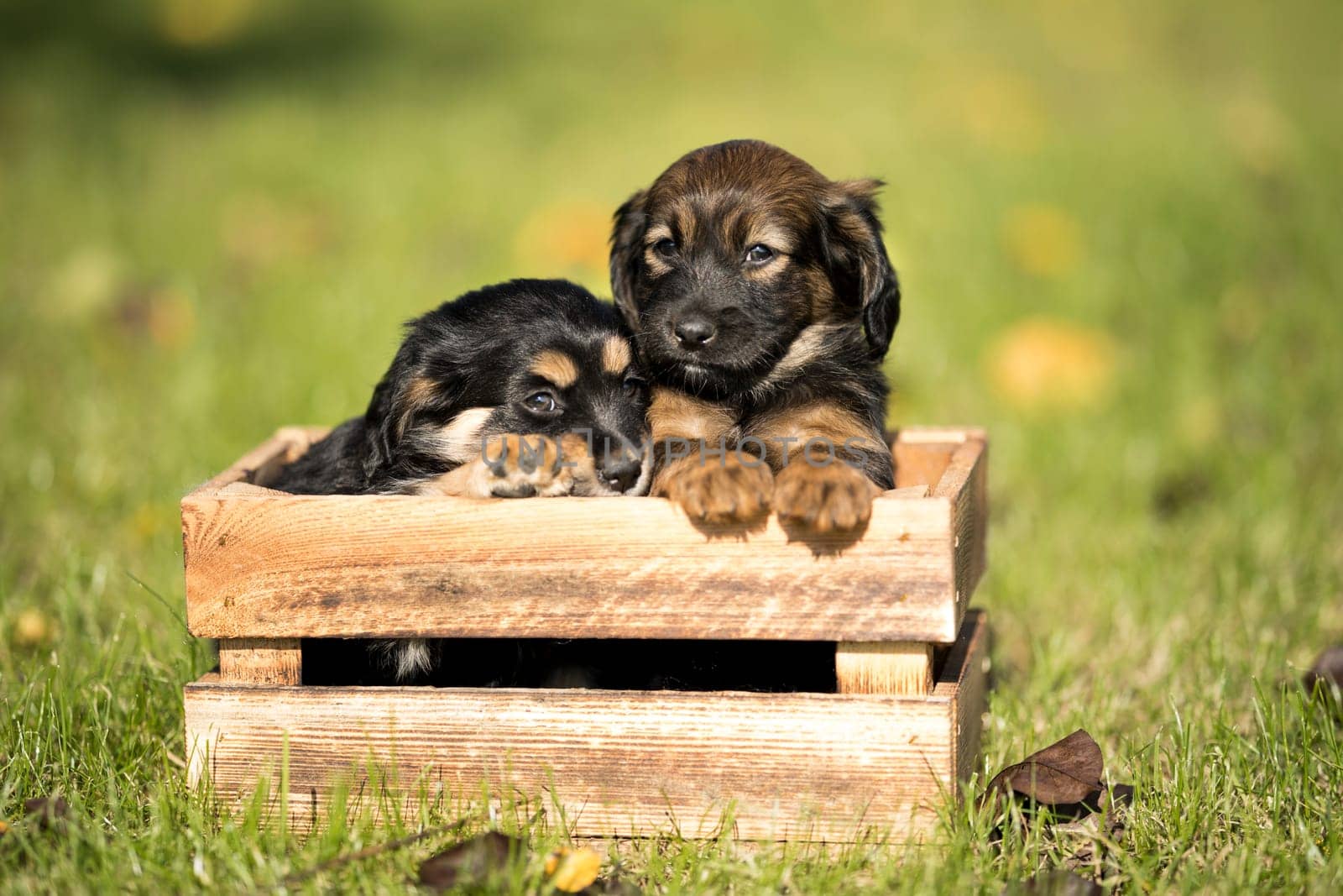 Two dog in a wooden crate on the grass