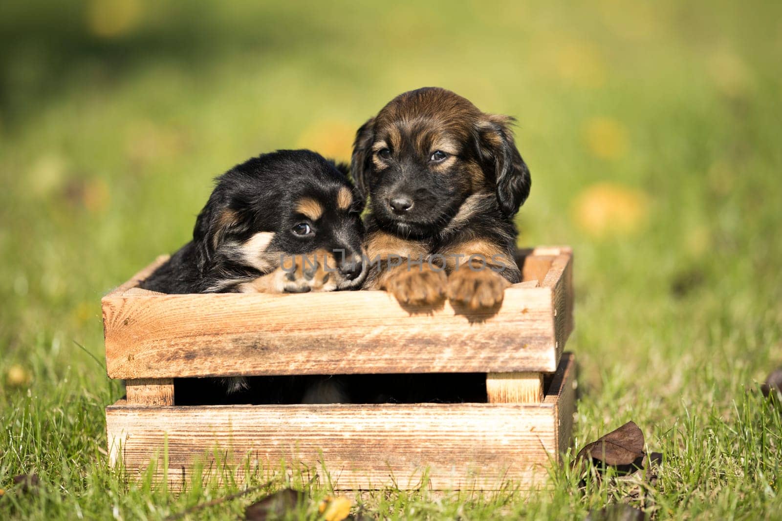Two dog in a wooden crate on the grass