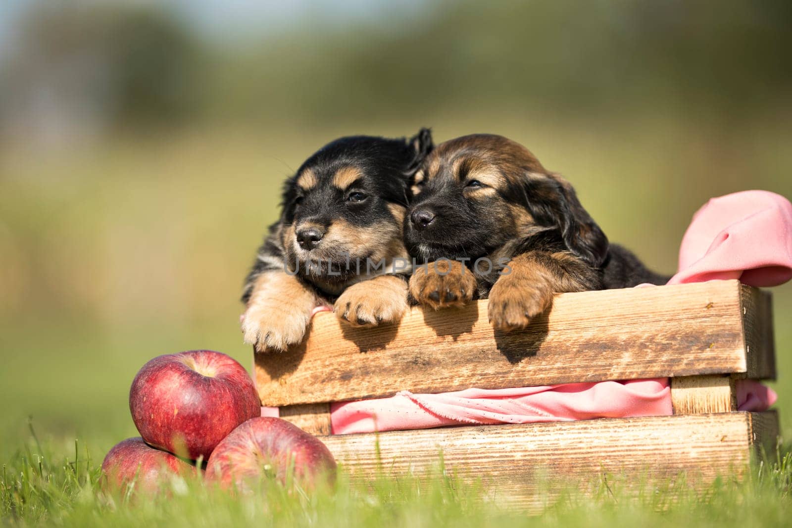 Two dog in a wooden crate on the grass