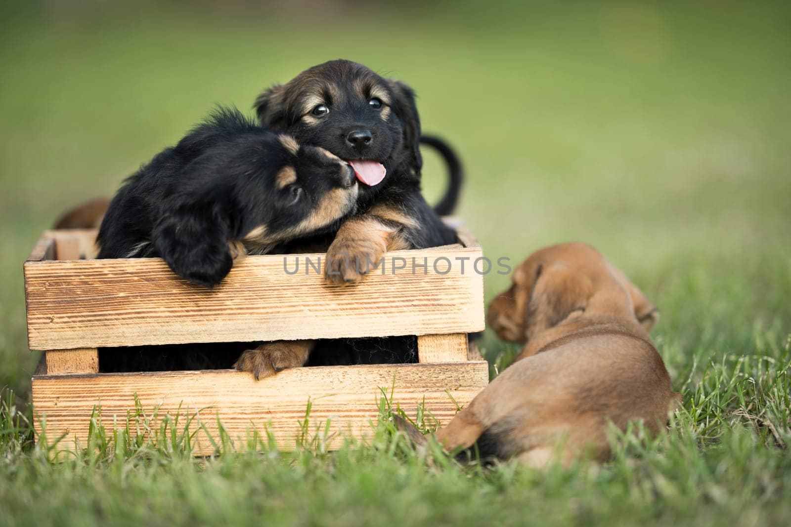 Two dog in a wooden crate on the grass