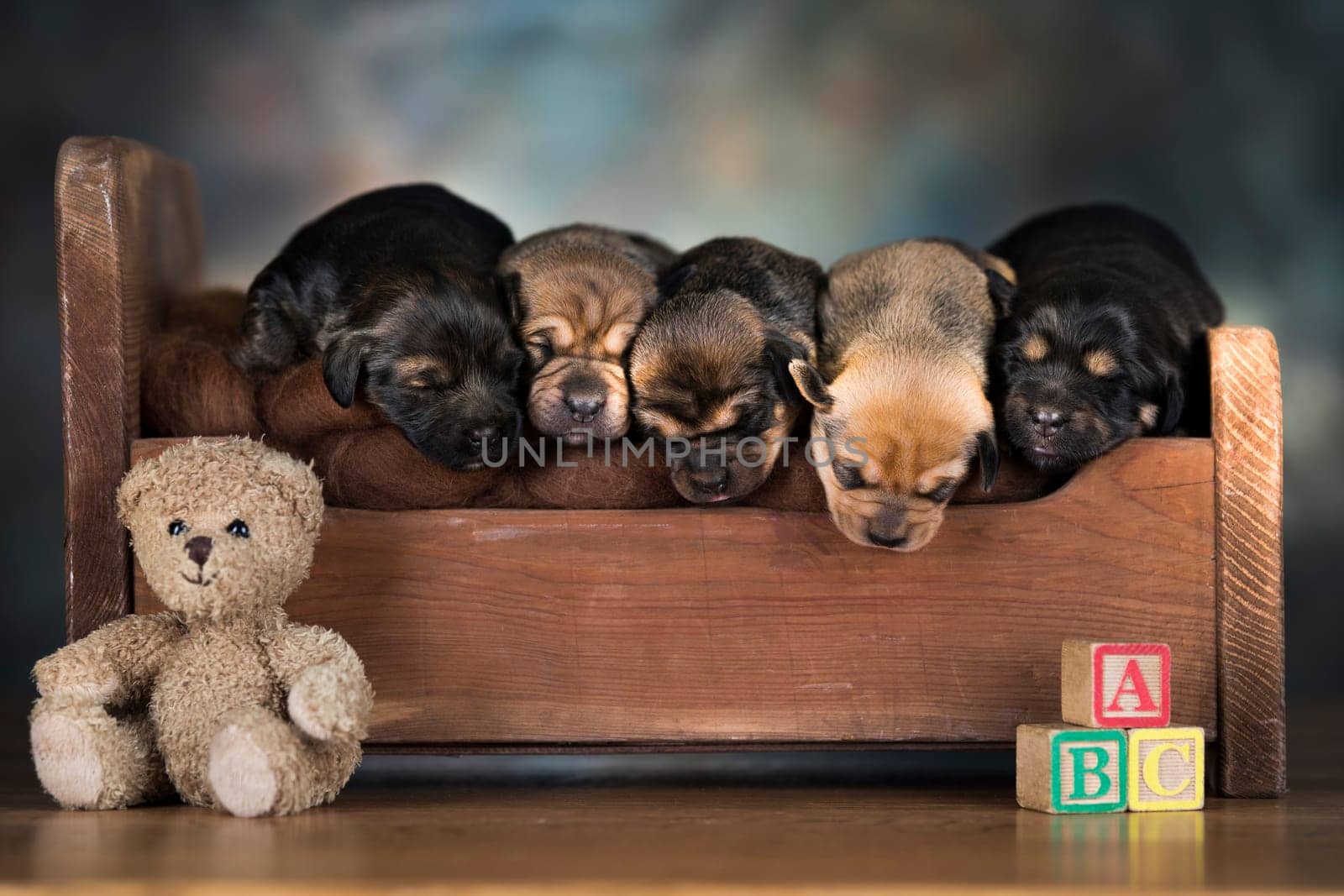 The dogs sleep on a wooden bed