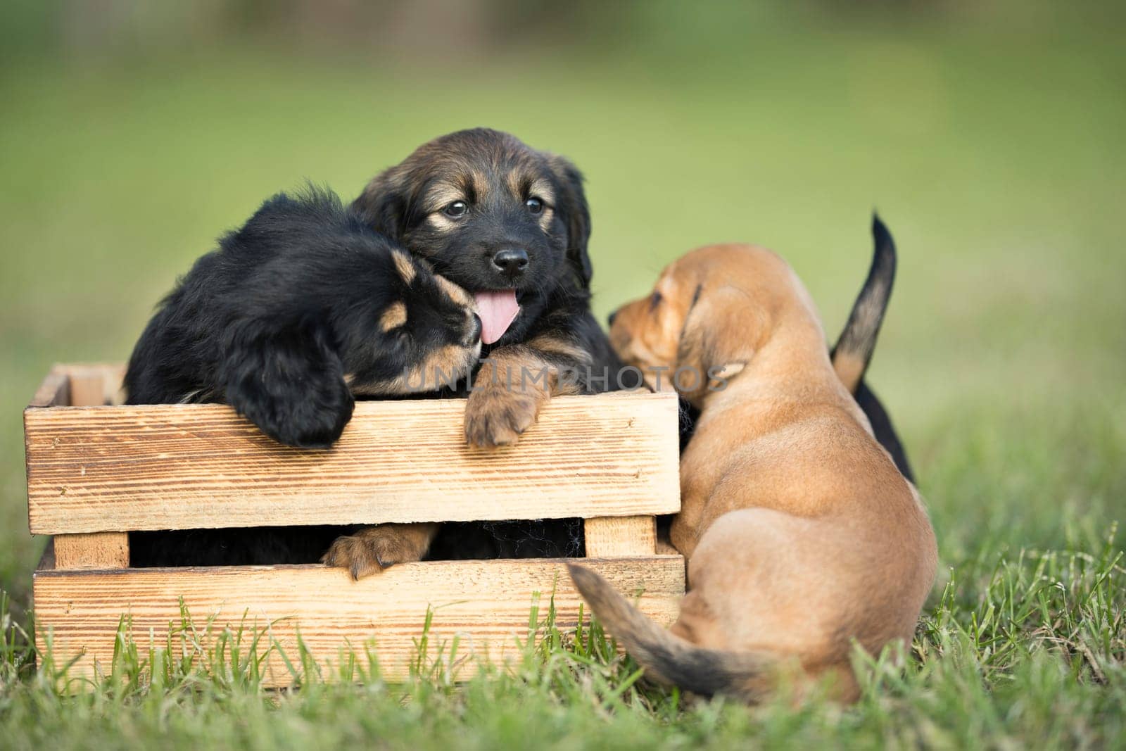 Two dog in a wooden crate on the grass