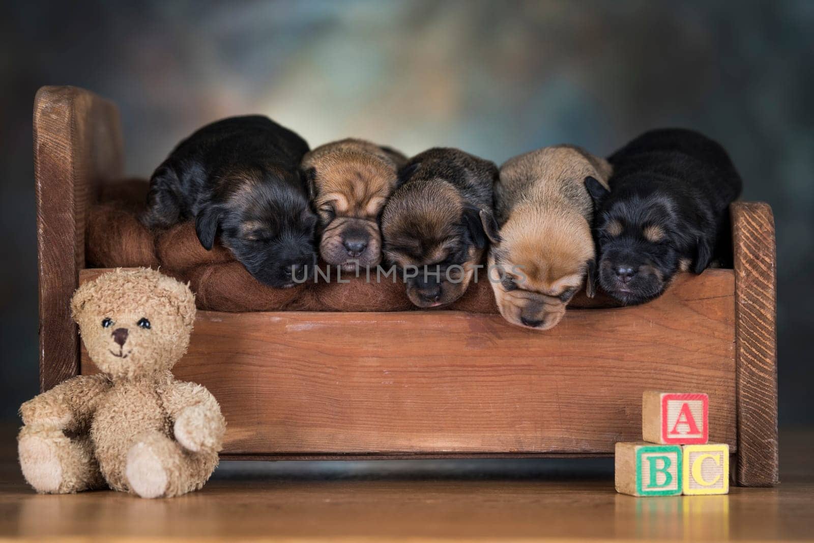 The dogs sleep on a wooden bed