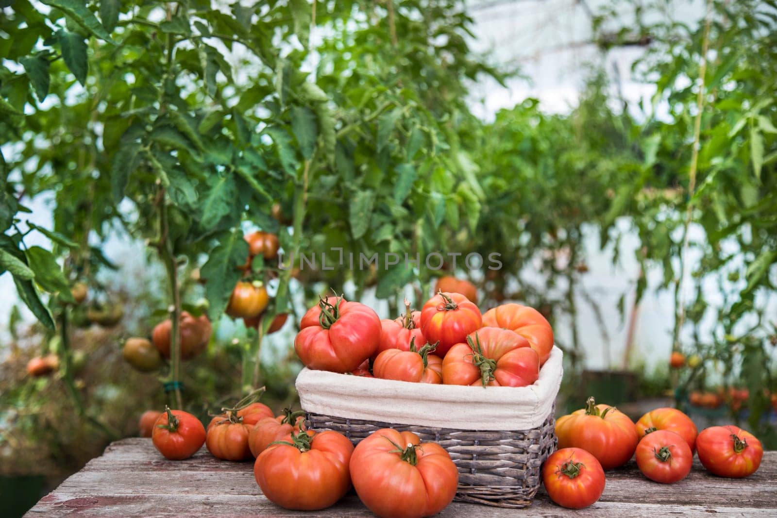 Organic food, Free red vegetables of tomato
