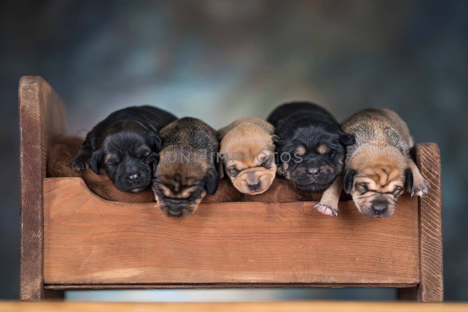 Little puppies sleeping in bed