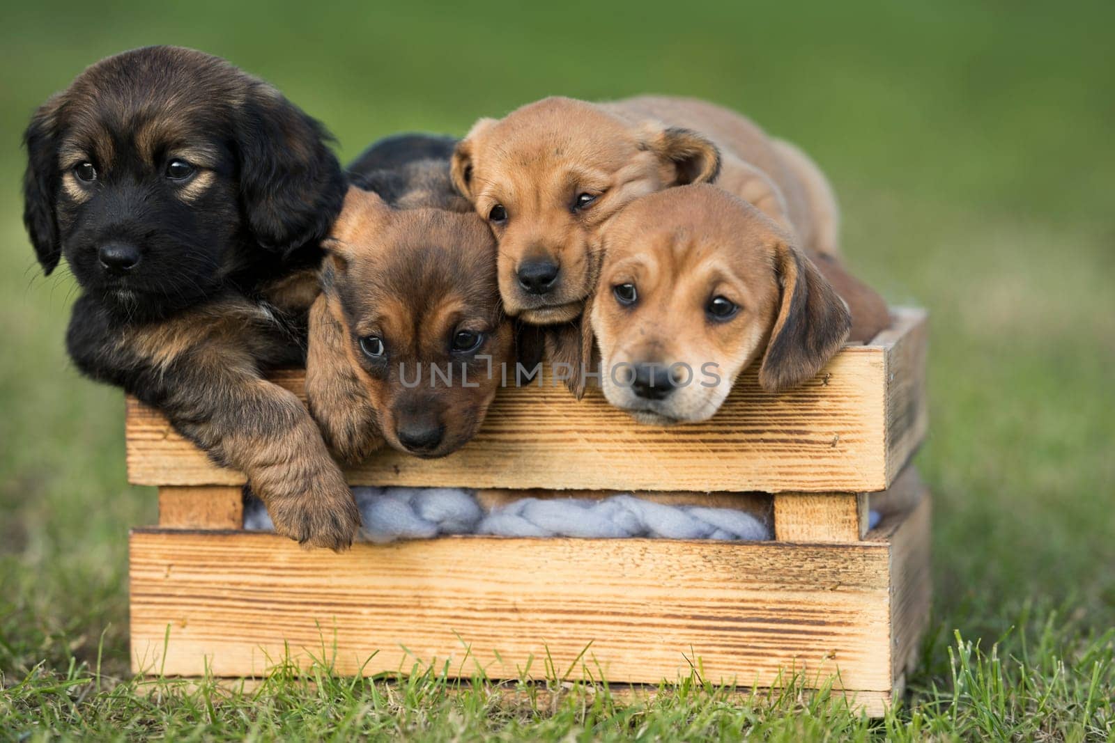 A group of cute puppies in a wooden crate on the grass