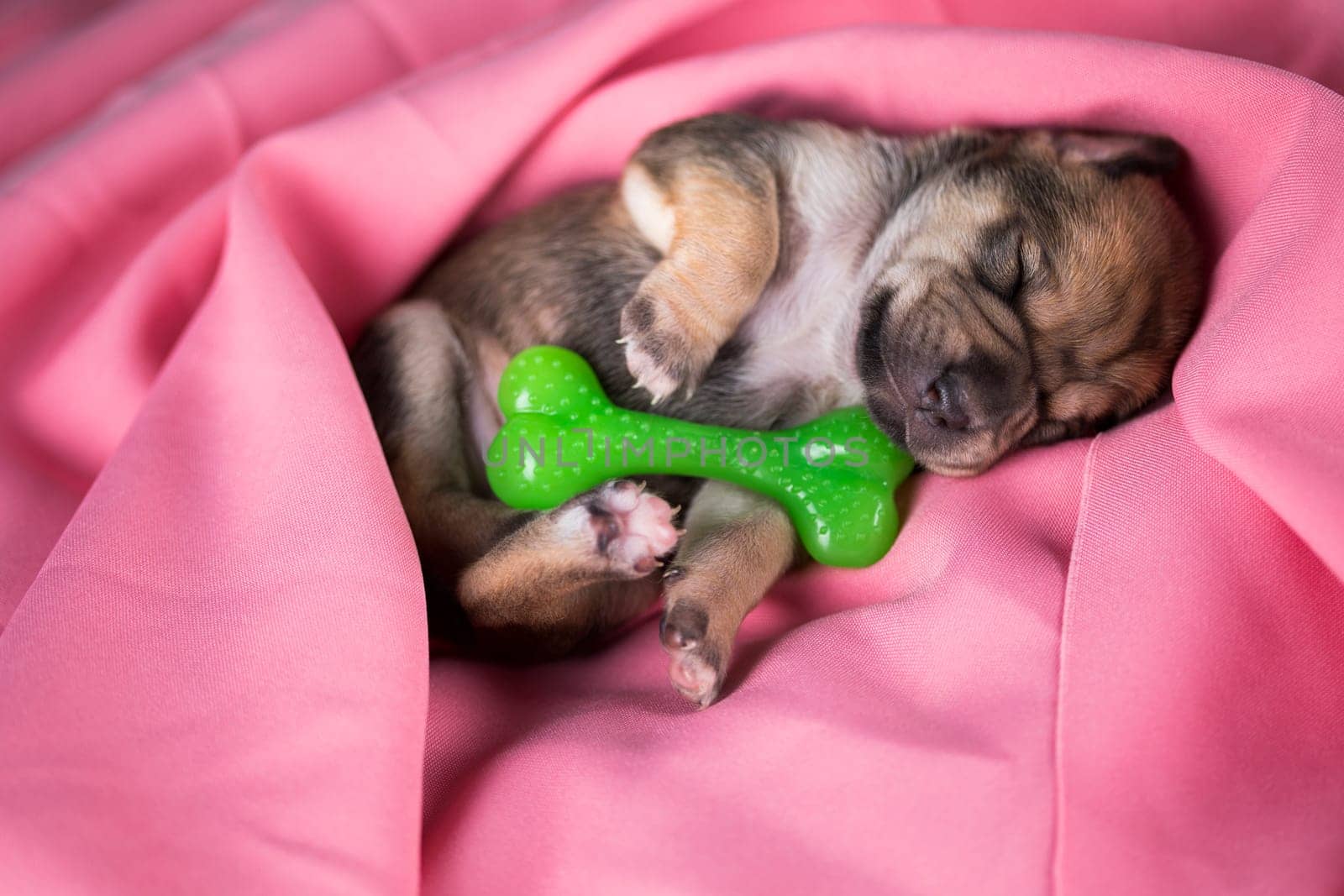 Dog sleeps with a rubber bone on a pink blanket