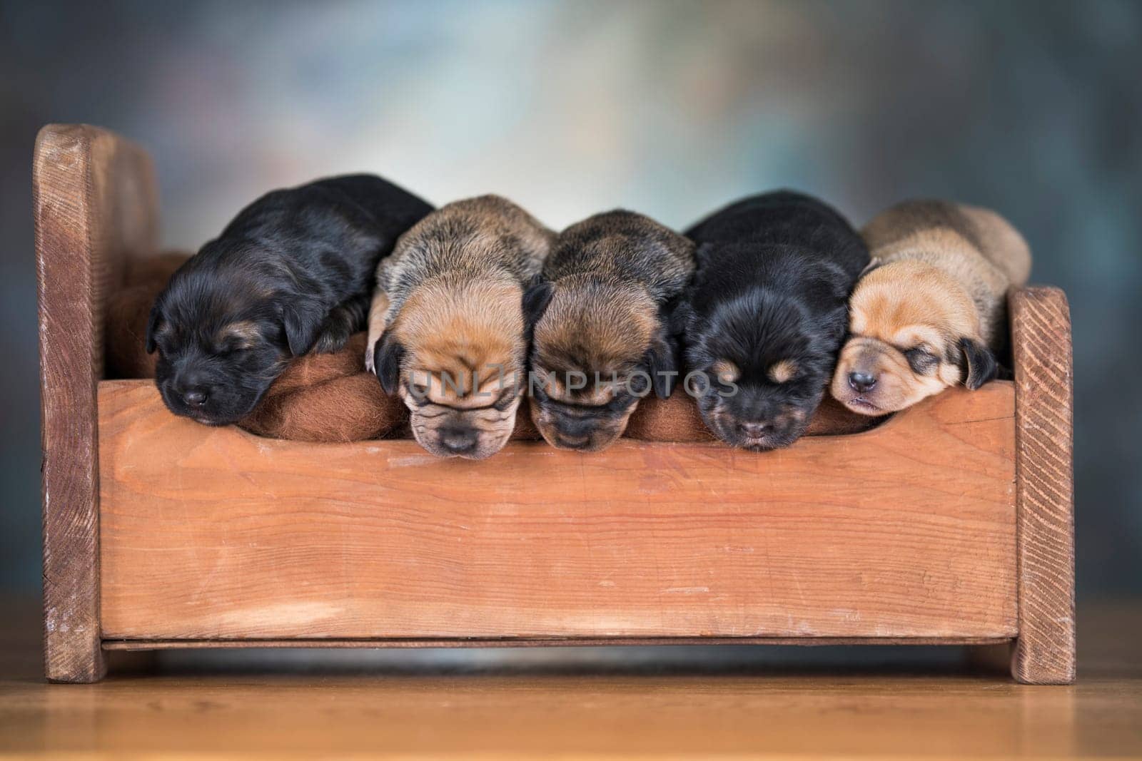The dogs sleep on a wooden bed