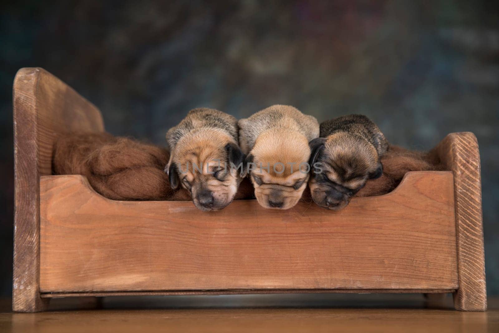The dogs sleep on a wooden bed