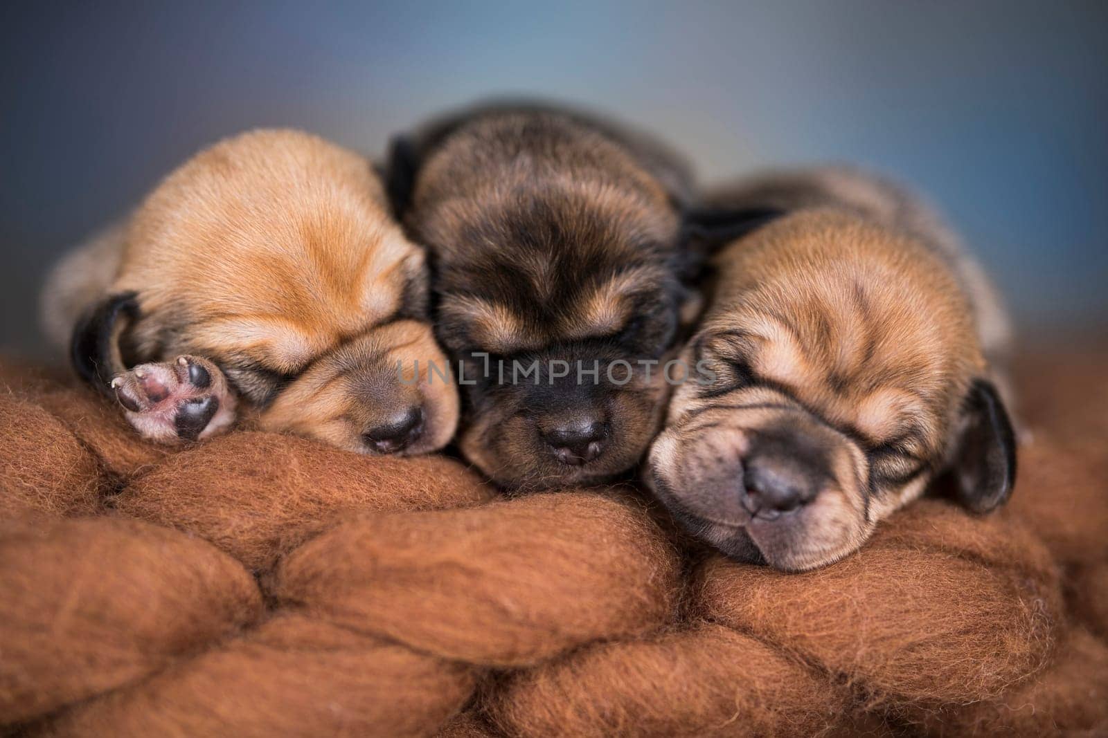 A beautiful little dog sleeps on a blanket