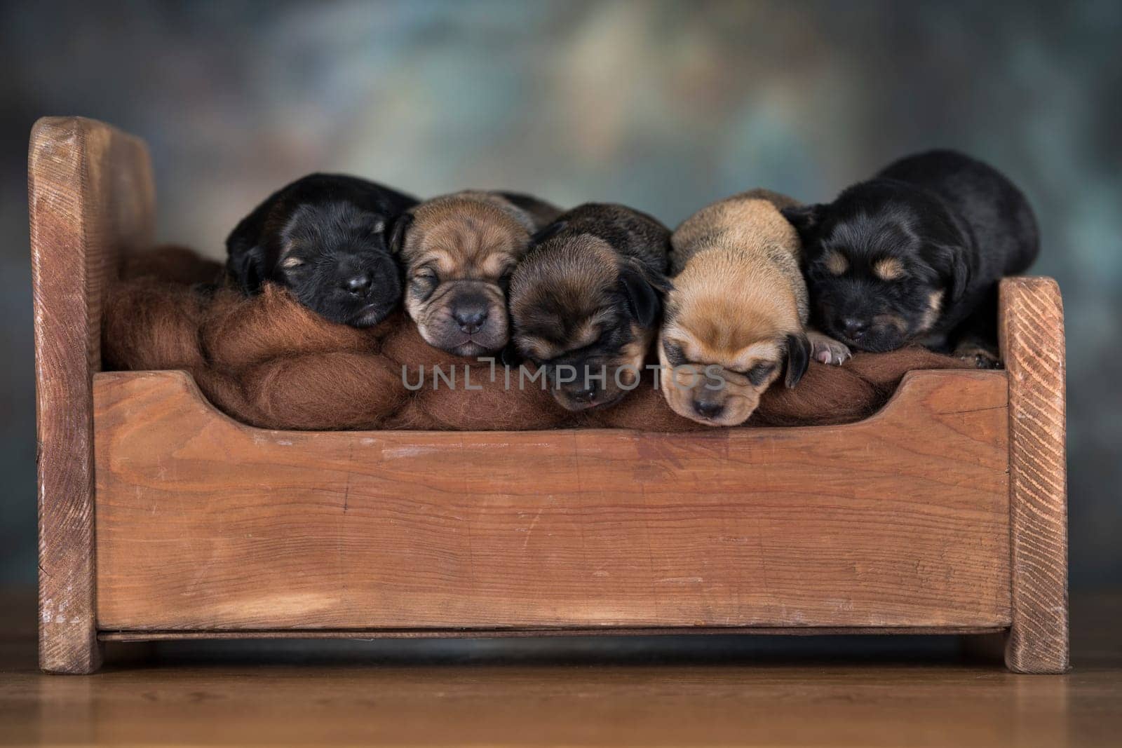 The dogs sleep on a wooden bed