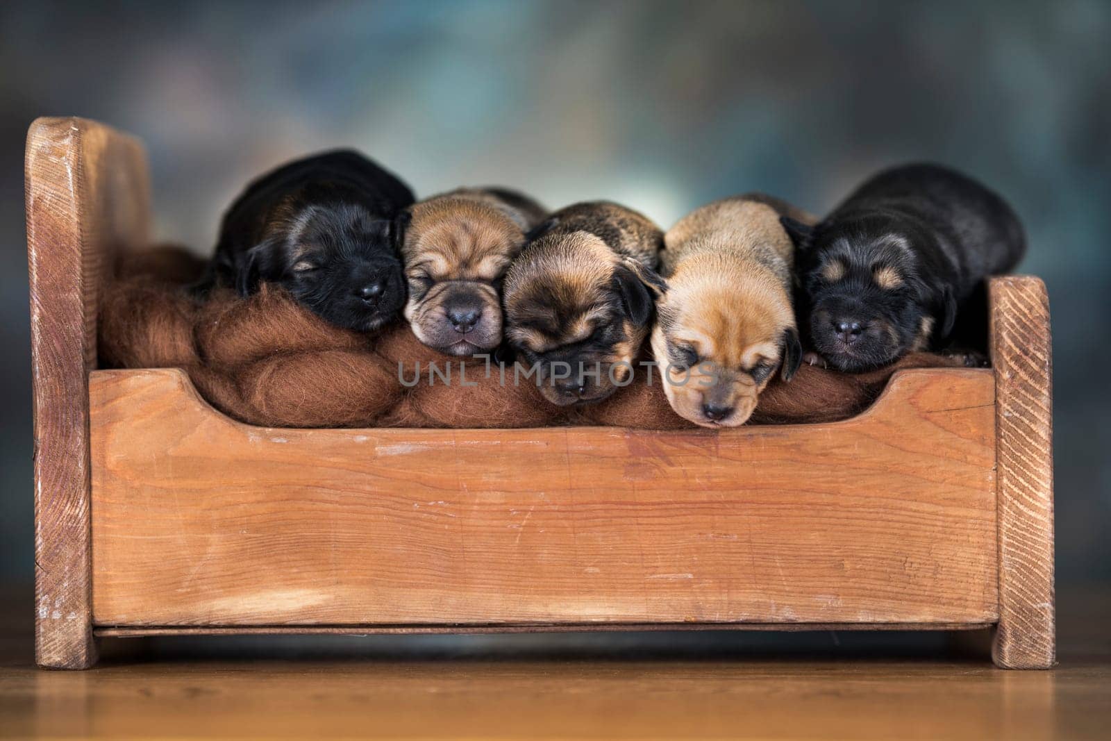 The dogs sleep on a wooden bed