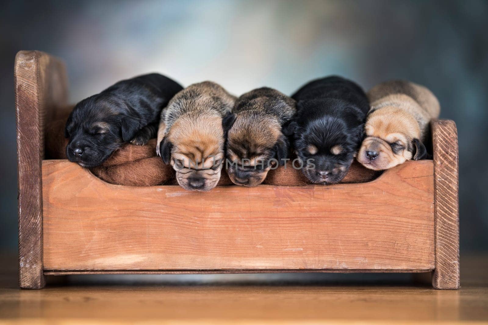 Dogs sleep on a small wooden bed
