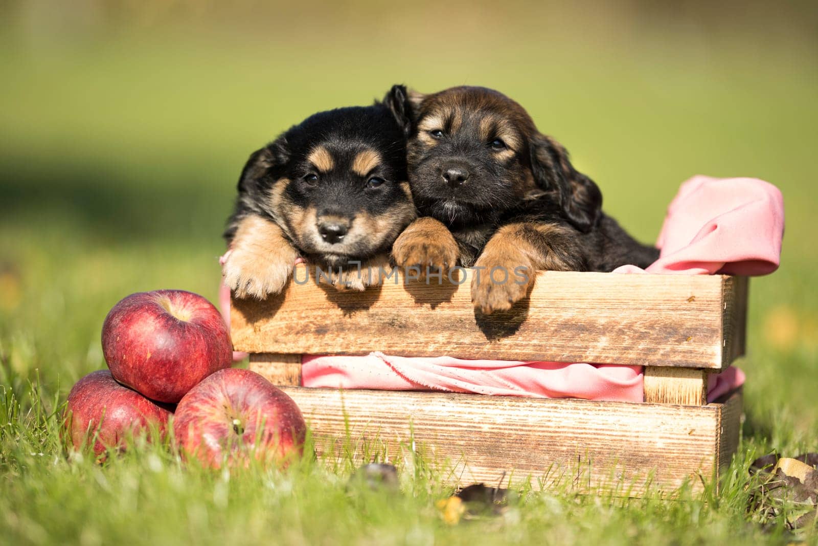 Two dog in a wooden crate on the grass