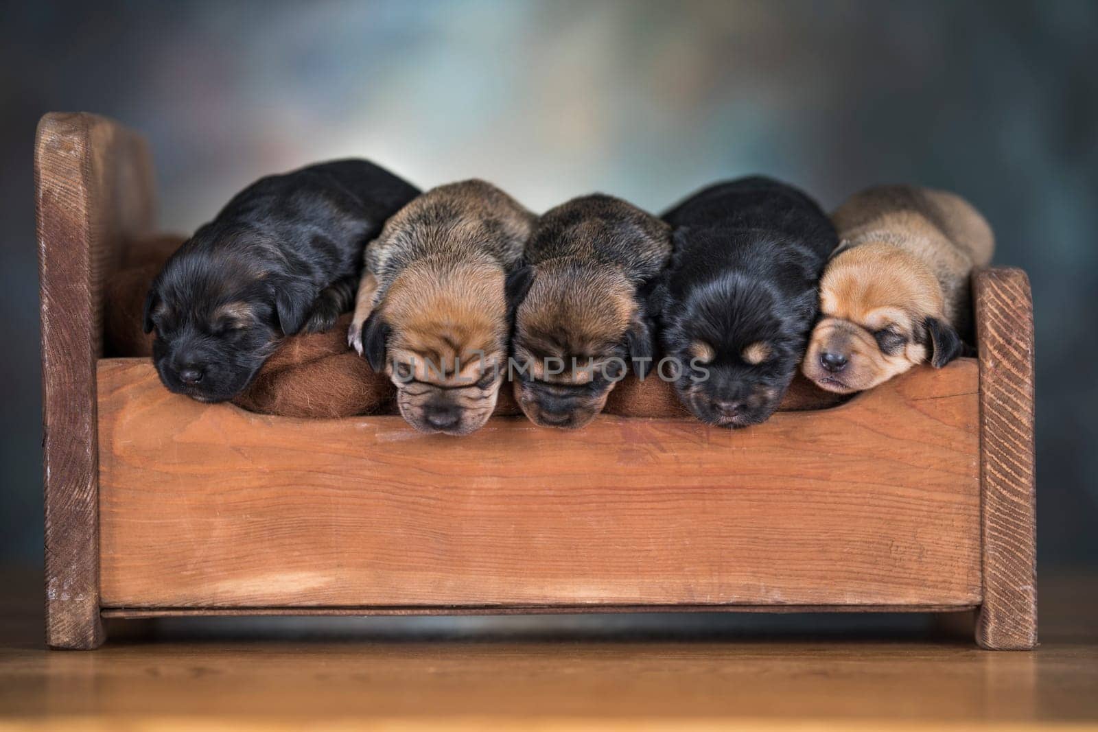 The dogs sleep on a wooden bed