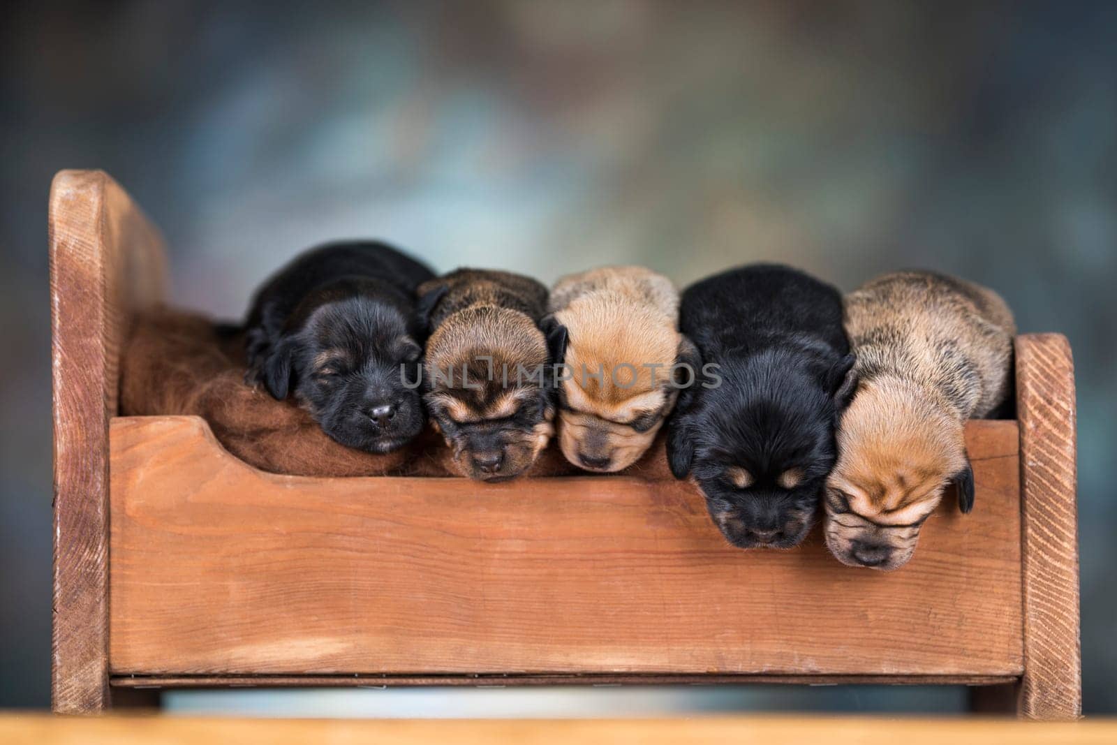 The dogs sleep on a wooden bed