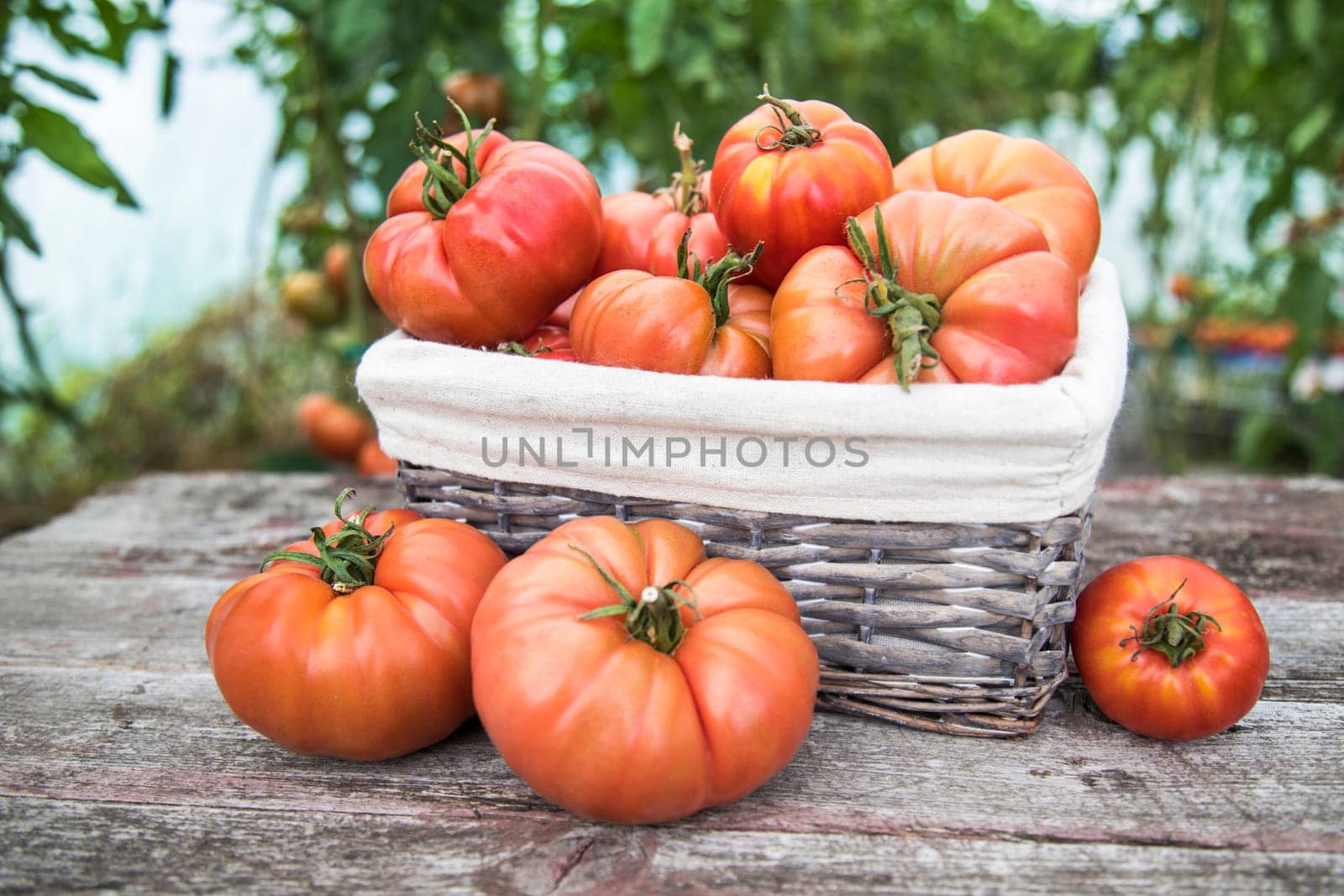 Tomatoes vegetable garden, organic products