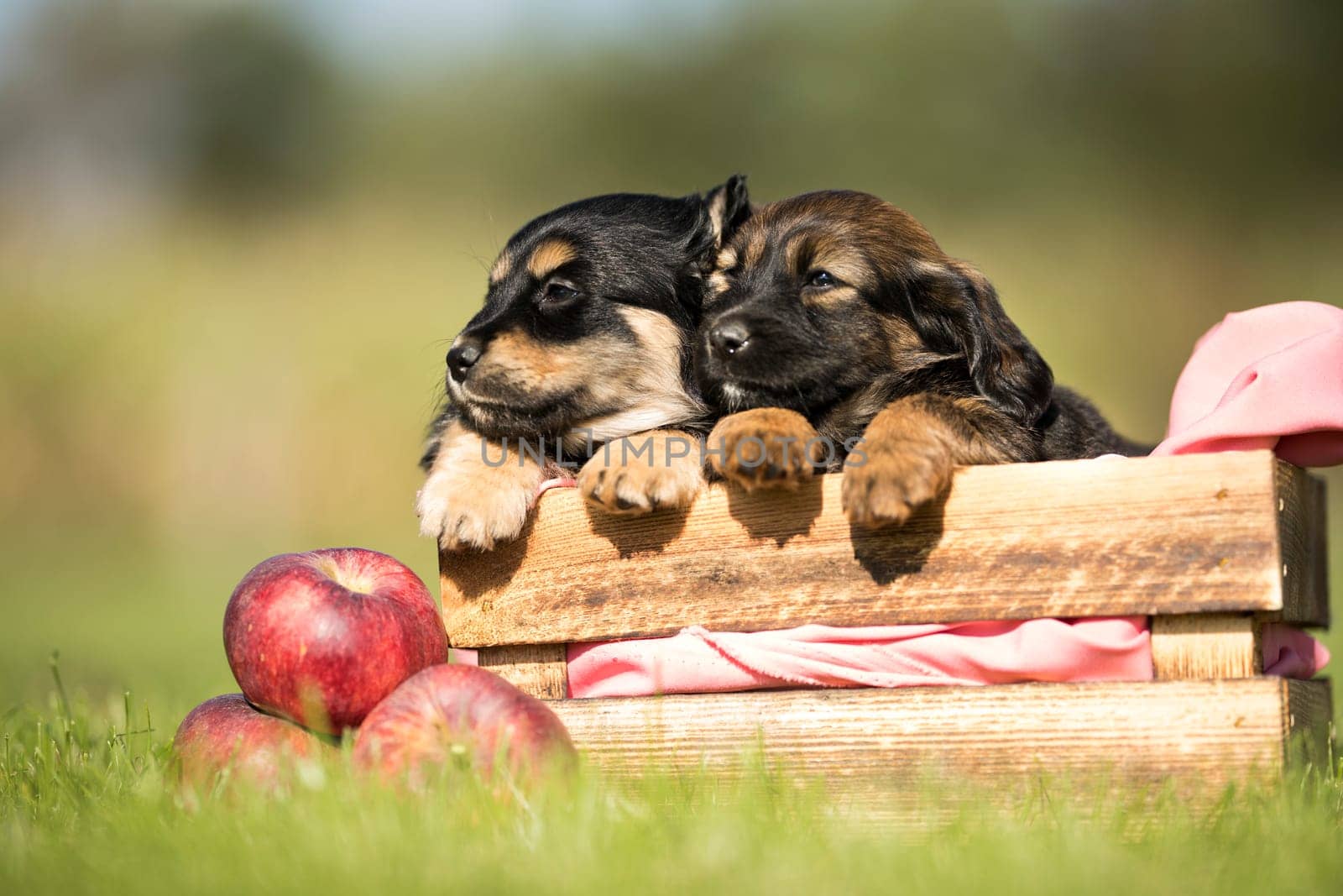 Cute little two dogs in a wooden crate on the grass