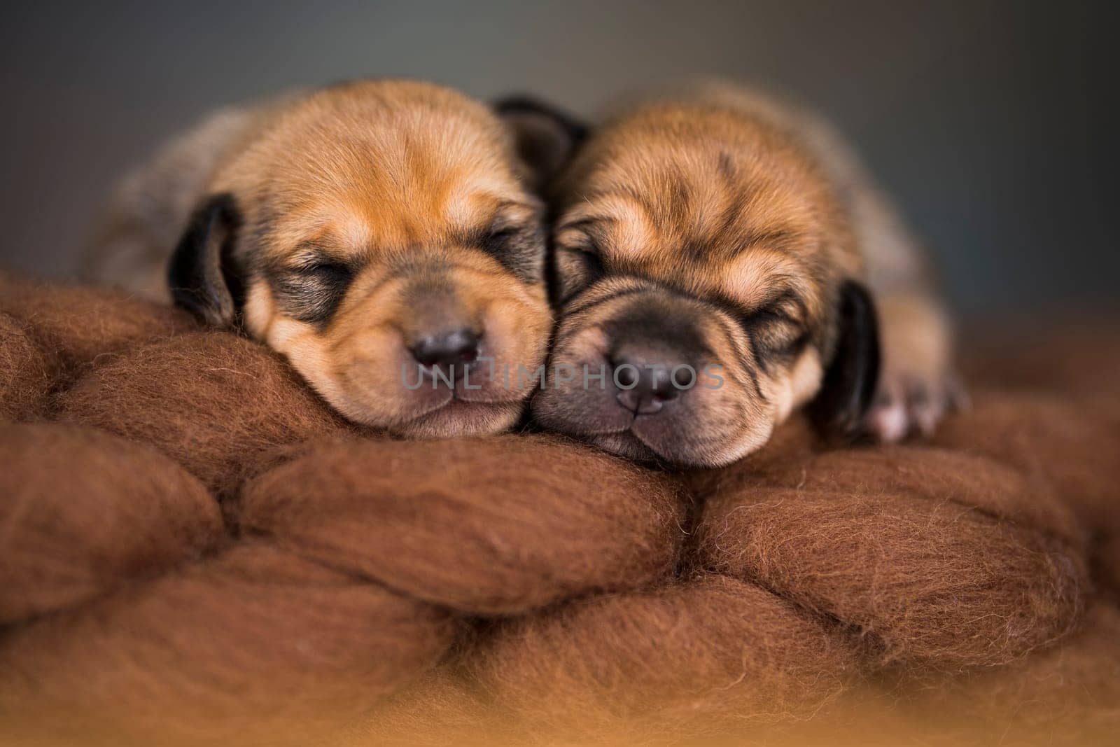 Little cute puppies are sleeping on a blanket