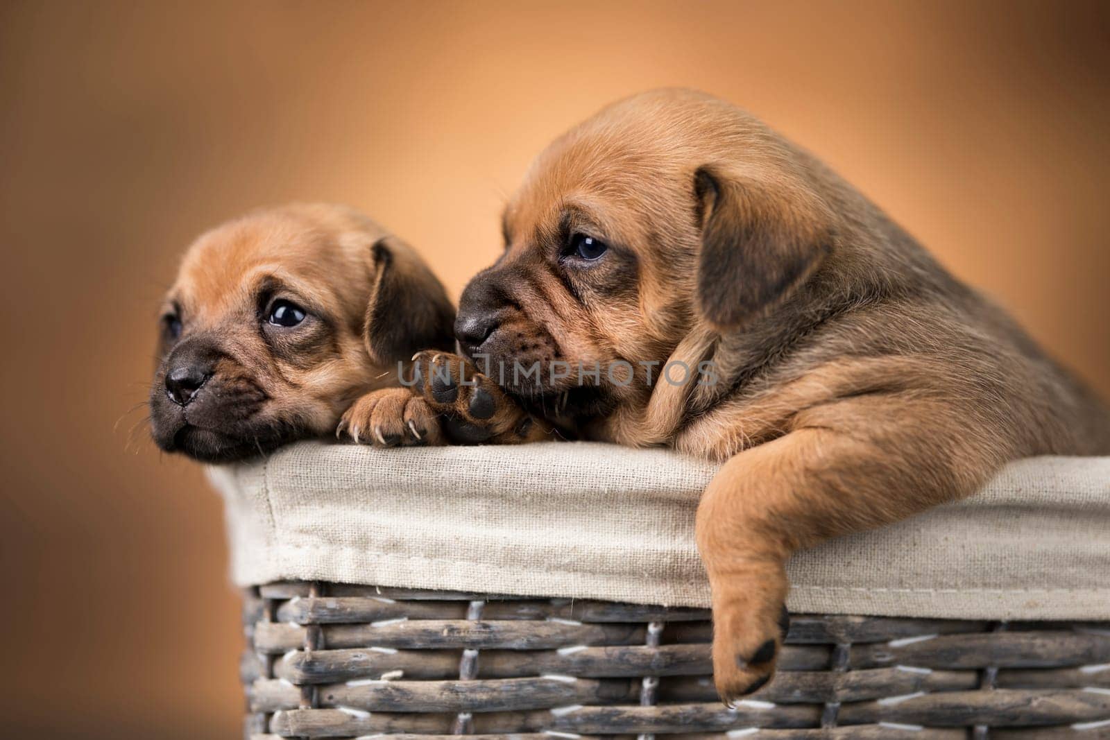 Small puppies in a wicker basket