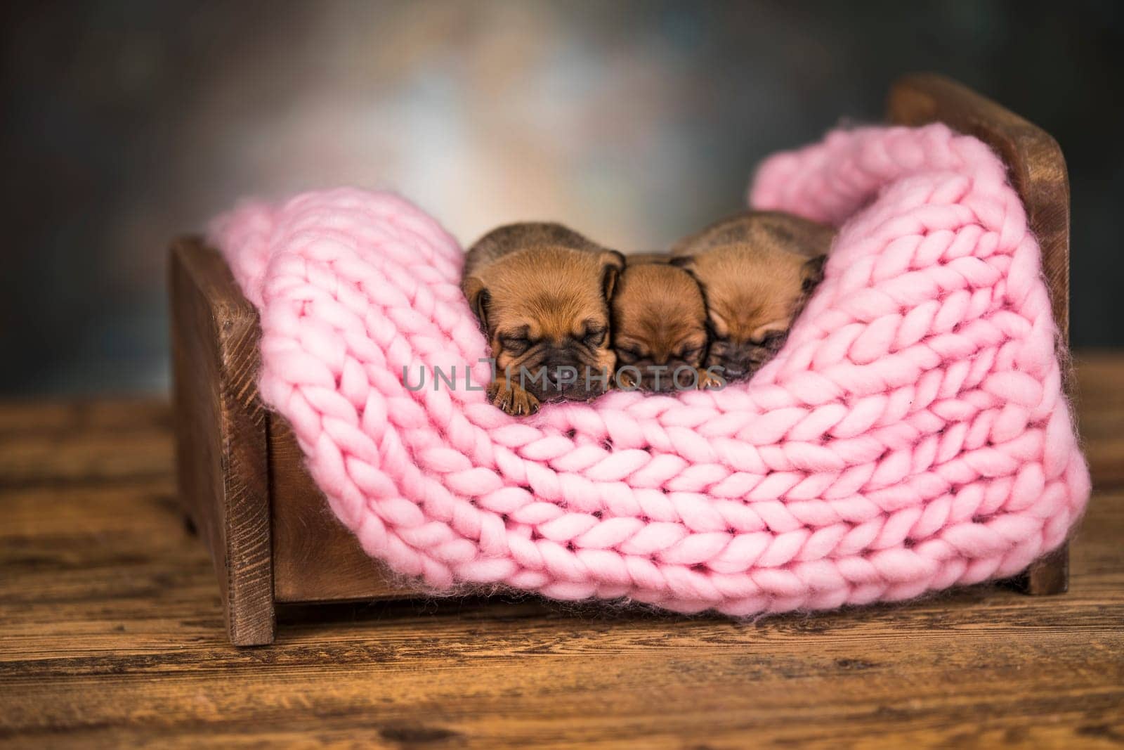 Dogs sleep on a small wooden bed