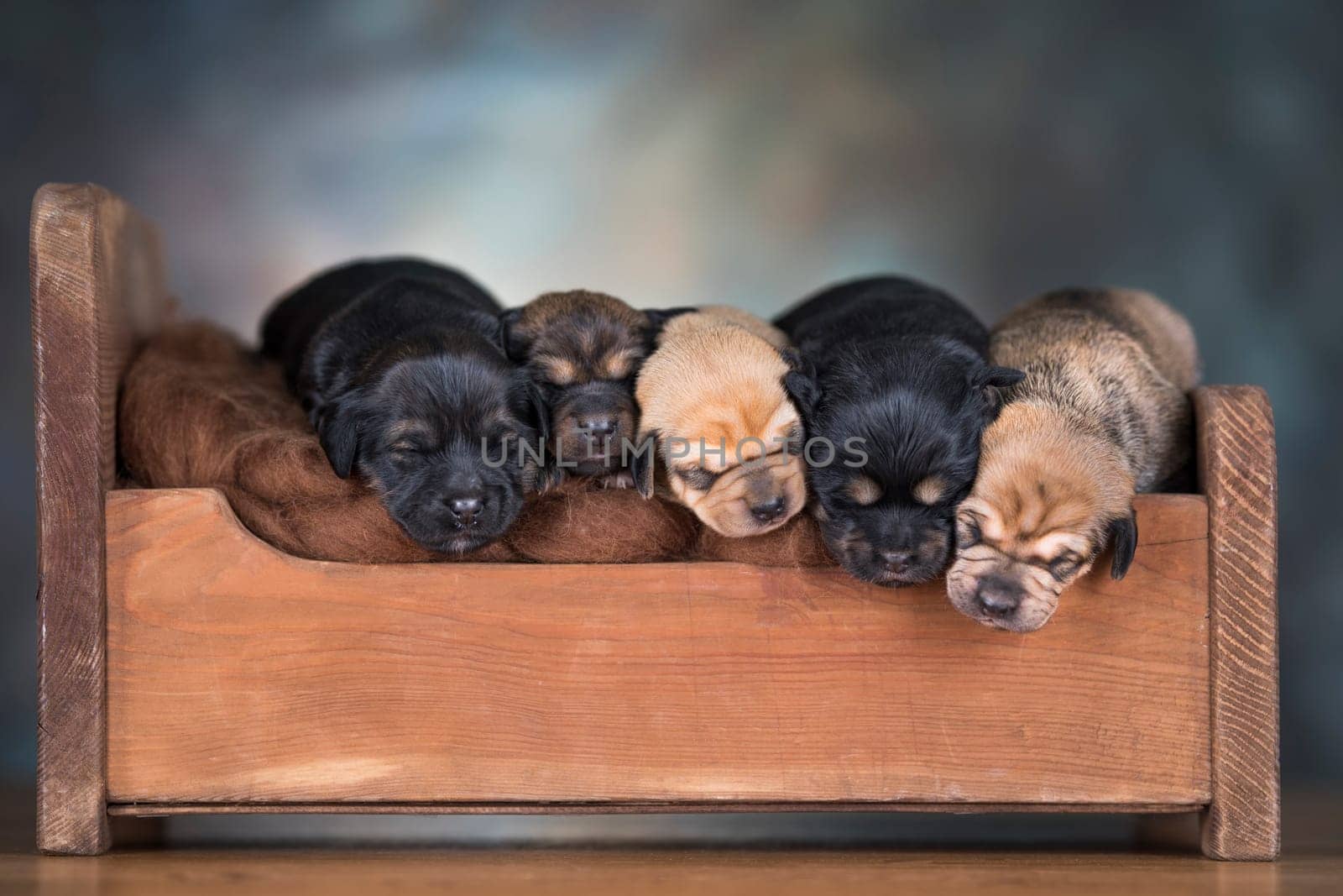 Dogs sleep on a small wooden bed