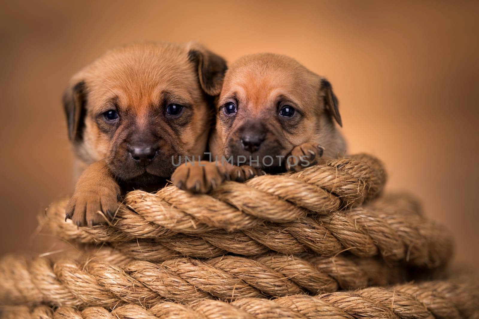 Little dog on a sailing rope