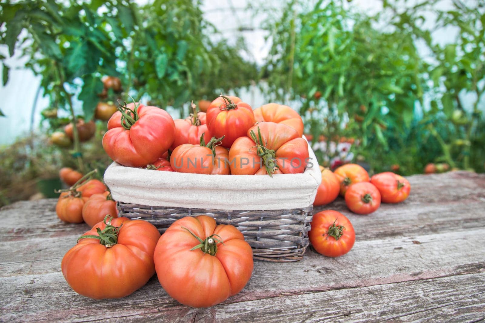 Organic food, Free red vegetables of tomato